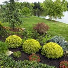 Easy landscaping ideas for big mansions. Dwarf Weeping Norway Spruce Front Yard Ideas Houzz