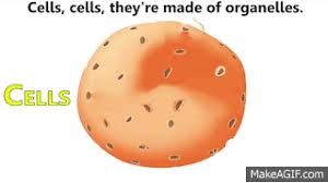 Check spelling or type a new query. Cells Cells Parts Of The Cell Rap On Make A Gif