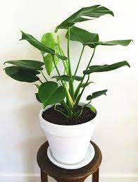 Fruit Salad Plant Monstera Deliciosa Such A Great Plant With Its Big Lush Green Leaves And General Wildness Www Sillli Plants House Plants Indoor Lush Green