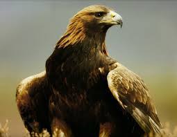 Let's know the national animals of various countries. Golden Eagle Tiere Und Vogel Steinadler Tiere