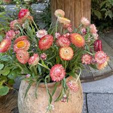 Image result for Helichrysum setosum