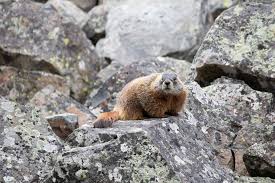 7 Places to See Wildlife in Grand Teton National Park - The National Parks  Experience