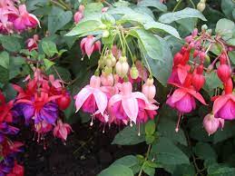 Fuchsia Is A Beautiful Flower Which Likes And Suits Mostly Window Sills There Are More Than 100 Species Worldw Toxic Plants For Cats Beautiful Flowers Flowers