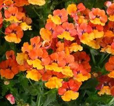 Image result for Nesaea dinteri