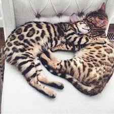 We breed only the highest quality. Pin On Bengal