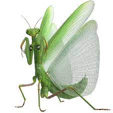 Praying Mantis Louva Deus Animais Inspiracao