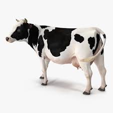 Holstein Cow 3d Model Ad Holstein Cow Model Holstein Cows Holstein Cow