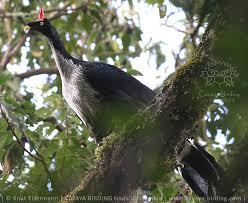 Guatemala Birding Loop: endemic birds with CAYAYA BIRDING