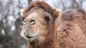Jmsexception) nested in a generic exception 'generichandlerexception'. Camel Milk And Autism Connecting The Genetic Dots Dna Science