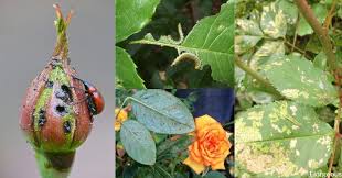 Explore our huge selection today! 18 Common Rose Diseases Pests And Remedies Florgeous