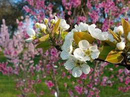 Pears suitable for growing in most parts of the uk. Bluhende Obstbaume Fur Den Garten Als Zierde Und Fur Obst Garten Wiesenblumen Naturgarten