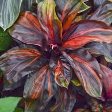 Importé le 22 mai 2019. Plante Vivace Aux Feuilles Vertes En Depit Du Changement Climatique Plante Vivace Vivaces Feuilles Vertes