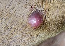 Image result for mastocytoma in dogs