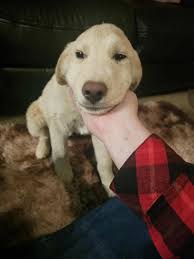 Why did my dice capacity drop?