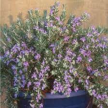 Rosmarinus Officinalis Roman Beauty Google Search Rosemary Plant Edible Garden Plants