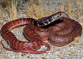 Red Racer Animals Snake Zoology