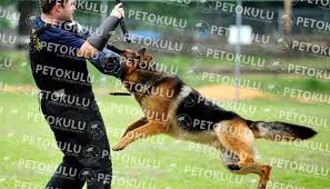 koruma kopek egitimi nasil uygulanir pet okulu