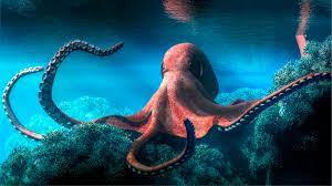 Info@pulpoproducts.com pulpo gmbh mühlenrain 38 79576 weil am rhein, germany. Hallan Un Globo Rojo Con Tentaculos En La Costa De Washington Y Podria Ser Un Raro Pulpo De 7 Brazos
