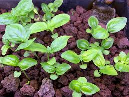 However, magnesium deficiency is rare, and symptoms usually indicate an underlying health condition. Magnesium Deficiency Overwatering Dosing With Aquascaping Ferts Aquaponics