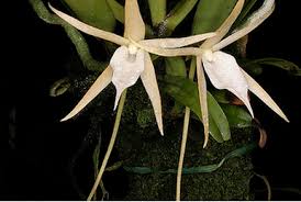 Image result for Angraecum infundibulare