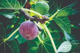 Maybe you would like to learn more about one of these? Nine Fruiting Trees And Plants For The Florida Home Sarasota Magazine