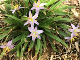 Image result for Xerophyta humilis