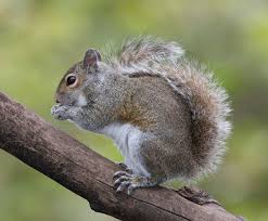 The black squirrels are genetic mutations of the common american grey squirrels, missing a part of the usual dna sequence. Eastern Gray Squirrel Wikipedia