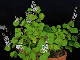 It is a beautiful plant with small leaves and beautiful flowers. Succulent Plant Beautiful Jade Green Coloring Mature Elephant Bush Perfect For A Hanging Basket Home Living Plants Commentfer Fr