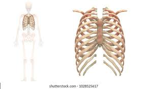 Anatomy of the human body henry gray contents i. Human Rib Anatomy Anatomy Drawing Diagram