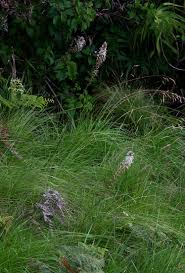 Image result for Drimia elata