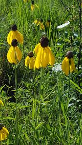 Image result for Cineraria pinnata