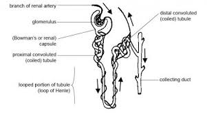 The Urinary System Nephron Urine Formation Owlcation