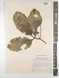 Image result for Cyphostemma abercornense