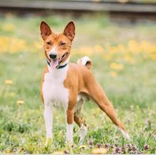Find hypoallergenic puppy in canada | visit kijiji classifieds to buy, sell, or trade almost anything! Basenji Puppies For Sale Adoptapet Com