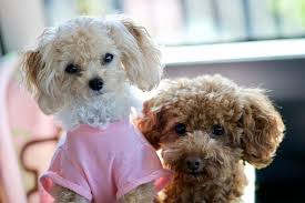 This pup is healthy, vaccinated…. What Is The Difference Between A Toy Poodle And Miniature Poodles Toy Poodle Hq