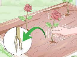 Jenis ros2 yang lain susah dijaga sebab sentiasa dijangkiti penyakit. Cara Menyetek Bunga Mawar 12 Langkah Dengan Gambar Wikihow