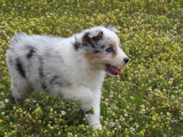 1/2 australian shepherd 1/2 poodle. Australian Shepherd Puppies Florida Petfinder