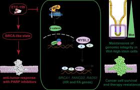Genes are arranged in long strands of tightly packed dna called chromosomes. Double Trouble For Drug Resistant Cancers Eurekalert Science News