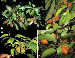 Image result for Ellipanthus