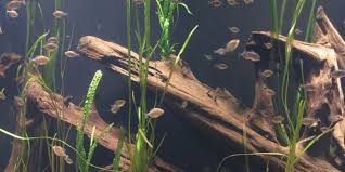 Sebaiknya, isi aquascape kamu dengan tanaman yang tepat. 10 Jenis Kayu Aquascape Murah Dan Mudah Ditemukan Di Sekitar Pintarpet