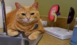Chronic kidney disease, also called chronic kidney failure, describes the gradual loss of kidney function. Kidney Disease In Cats Petcoach