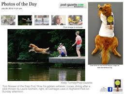 Golden retriever puppies pittsburgh rescue. Lucas Jumps For Joy Because His Viral Painting A Golden Retriever At The Museum Is Now T Shirt That Is Animal Rescue League Golden Retriever Animal Rescue