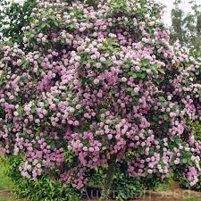 In maturity the tree tolerates. Buy Dais Cotinifolia Pompom Tree Seed Australian Seed