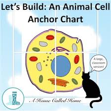 lets build an animal cell anchor chart