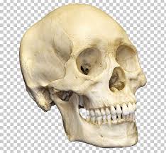 Cranium celebrate) larger in size and is located on the obverse (cranium viscerale).rolling around the skull is only the lower jaw. Human Skull Human Skeleton Bone Anatomy Png Clipart Anatomy Bone Facial Skeleton Fantasy Frontal Bone Free