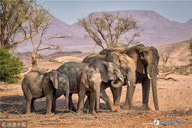 02.04.2017 · let me tell you about one of beautiful garden flower in china, the holand sea of flowers. Spectacular View Of Holland Sea Of Flowers In Dafeng English Jschina Com Cn