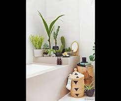 Voir les catégories et recherches apparentées. Idee Deco N 4 Des Cactus Dans La Salle De Bain Terrafemina