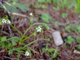 Image result for Montia