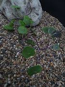 Image result for Senecio milanjianus