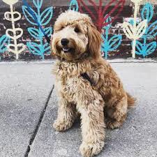 Why people fall in love with our puppies. Heartland Goldens And Mini Goldendoodles Goldendoodles And Golden Retrievers Yorktown Breeders Puppies In